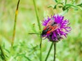 Black and red butterfly on a pink flower Royalty Free Stock Photo