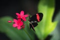 Black and red butterfly on a pink flower Royalty Free Stock Photo