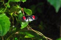 Black & red butterfly Royalty Free Stock Photo