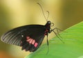 Black and red butterfly resting on leaf Royalty Free Stock Photo