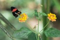 Black and red butterfly resting on a yellow flower Royalty Free Stock Photo