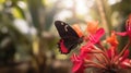 a black and red butterfly sitting on top of a pink flower Royalty Free Stock Photo