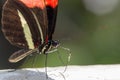 A black and red butterfly on a stone