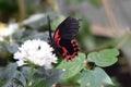 Black and red Butterfly on white flower Royalty Free Stock Photo