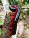 Black and red centipede on branch Royalty Free Stock Photo