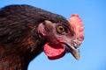 Black and red chicken face closeup on blue sky