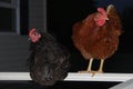 Black & red chickens roosting Royalty Free Stock Photo