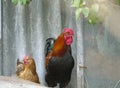 Black-red and brown chicken Royalty Free Stock Photo