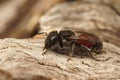 Black and red-colored small mason bee (Osmia andrenoides) in Gard, France