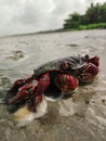 A black and red crab freshwater crab on a beach Royalty Free Stock Photo