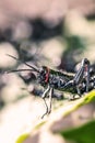 black and red cricket (Gryllus assimilis), pest. Good luck sign, cricket in close up.