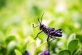 black and red cricket (Gryllus assimilis), pest. Good luck sign, cricket in close up.