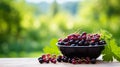Black red currant berries in a bowl against the backdrop of the garden. Selective focus. Royalty Free Stock Photo