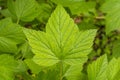 Black or red currant leaf on a background of green leaves Royalty Free Stock Photo