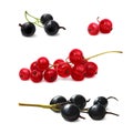 Black and red currant. Realistic 3d illustraton