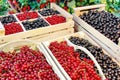 Black And Red Currants Berries Harvest In The Garden Royalty Free Stock Photo