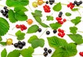 Black and red currants, gooseberries and leaves isolated on whit Royalty Free Stock Photo