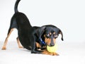 A Dachshund mixed breed dog chewing on a tennis ball in a play bow position Royalty Free Stock Photo