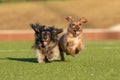 Two dachshunds running joyously Royalty Free Stock Photo