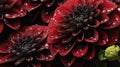 Black and red Dahlia flowers with water drops background. Closeup of blossom with glistening droplets. Generative AI Royalty Free Stock Photo