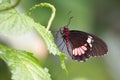 black and red doris butterfly Royalty Free Stock Photo