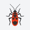 Black and red firebug insect Royalty Free Stock Photo