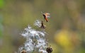 A black red firebug that rises in flight from hairy fleabane Royalty Free Stock Photo