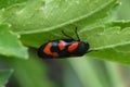 black and red froghopper - Cercopis Vulnerata Royalty Free Stock Photo