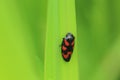 Black-and-red froghopper Royalty Free Stock Photo