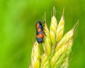 black and red or froghopper image Royalty Free Stock Photo