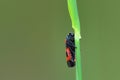 Black-and-red froghopper sitting on a stalk of grass. Royalty Free Stock Photo