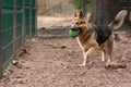 A black-and-red German Shepherd dog in a dog shelter plays ball