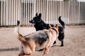 Black - black-red German shepherd kennel of German shepherds working breeding. Two adult German shepherds. Royalty Free Stock Photo