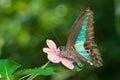 Black, red and green butterfly Royalty Free Stock Photo