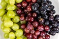 Black, red, green seedless grapes in a deep white bowl Royalty Free Stock Photo