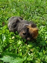 Black and red guinea pig in green grass Royalty Free Stock Photo