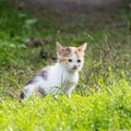 Black and red kitten on green grass, close up, copy space Royalty Free Stock Photo