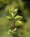 A black and red ladybird Cornus alba, the red-barked, white or Siberian dogwood