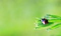 Black with red ladybug spots on grass in spring or summer morning