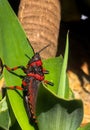 Scary Locust Royalty Free Stock Photo