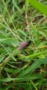 Black and red moth on blades of grass.