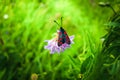 The black-red moth looks bright against the background of a gentle flower and light grass.