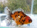 Black red oranda Royalty Free Stock Photo