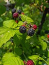 Black and red raspberries grow on the same branch - friendly neighbors Royalty Free Stock Photo