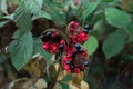 Black and red seeds of paeonia officinalis Royalty Free Stock Photo