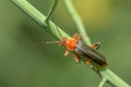 Black and red small insect