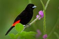 Black and red song bird. Pink bloom. Scarlet-rumped Tanager, Ramphocelus passerinii, exotic tropic red and black song bird form Co Royalty Free Stock Photo