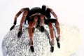 A black and red spider crawling on a stone Royalty Free Stock Photo
