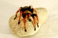 A black and red spider crawling on a stone Royalty Free Stock Photo