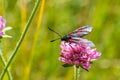 Black red spotted butterfly on the pink flower